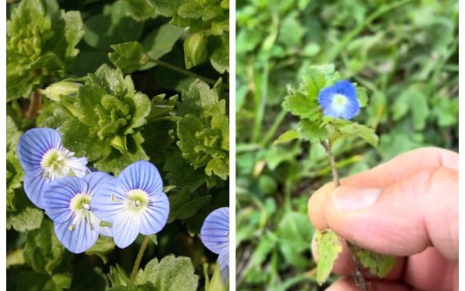 Qulunc, əzələ, sümük və oynaq ağrılarına faydalı - 