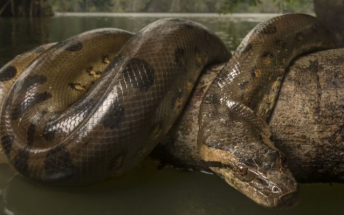 Ученые обнаружили остатки самой крупной змеи в истории Земли