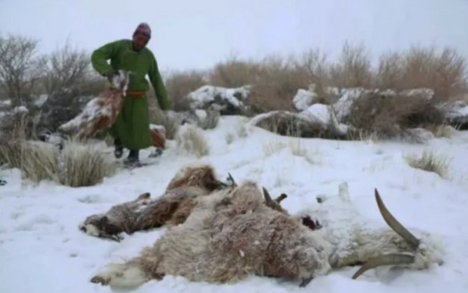 В Монголии погибло 7 миллионов голов скота 