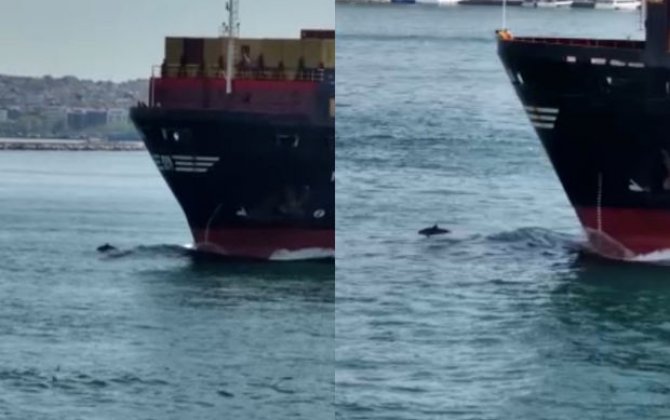Delfinlərin Bosfor boğazında gəmi ilə yarışı - VİDEO