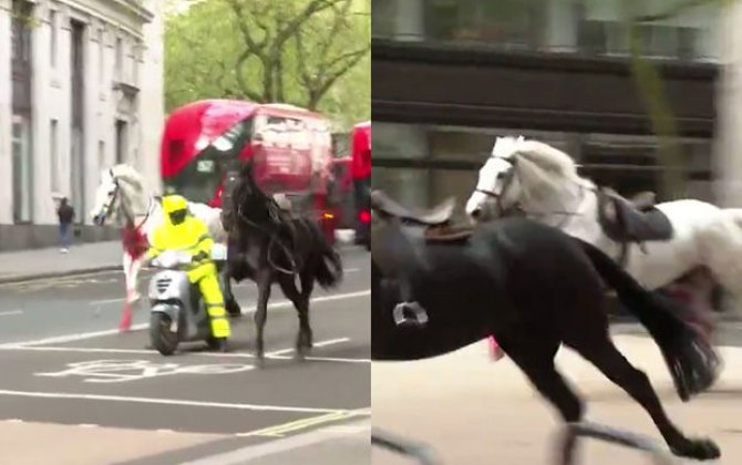 Из-за сбежавших гвардейских лошадей в Лондоне пострадали пять человек - ВИДЕО