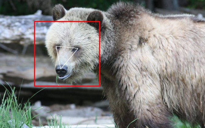 В Японии будут использовать ИИ для борьбы с ростом числа нападений медведей на людей