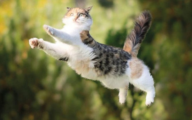 Почему кошки всегда приземляются на лапы?