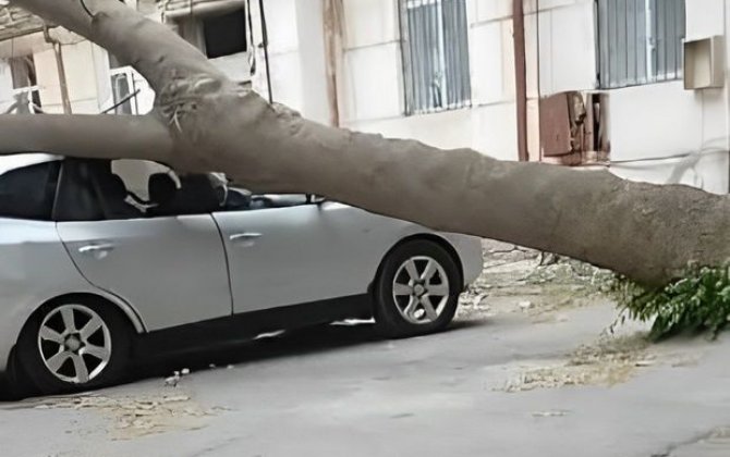 В Баку упало дерево: есть пострадавший - ВИДЕО