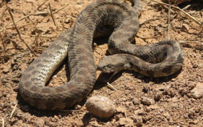 В Агдамском районе 12-летнего мальчика укусила змея