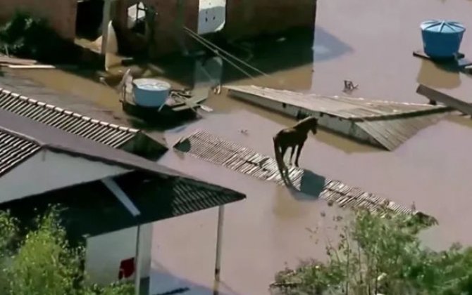 В Бразилии спасли лошадь, застрявшую из-за наводнения на крыше дома - ФОТО/ВИДЕО