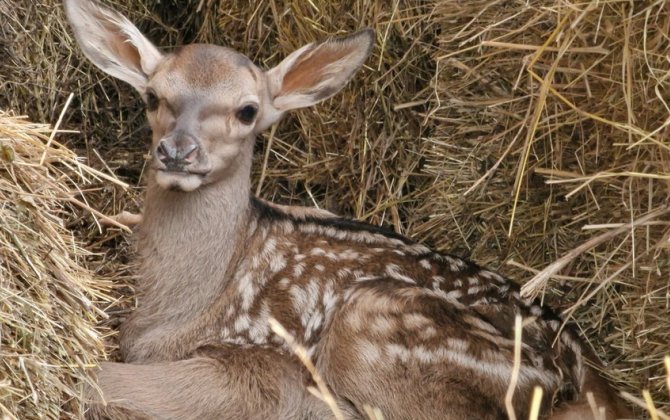 Şahdağ Milli Parkına reintroduksiya edilmiş nəcib maralların sayı artıb - FOTO