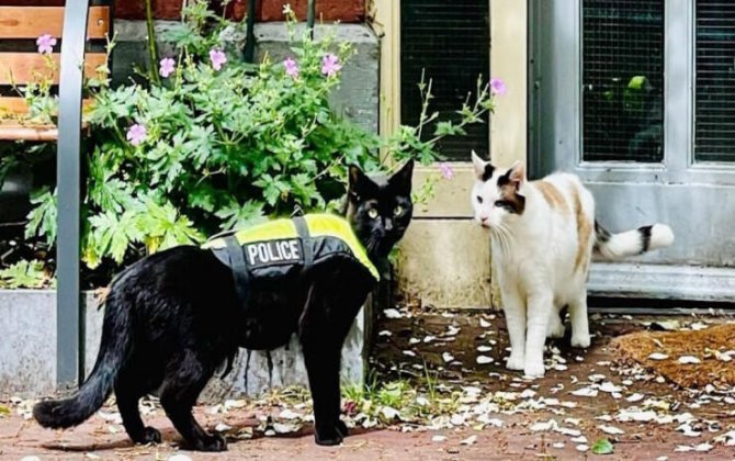 Tarixdə ilk polis pişik - FOTO