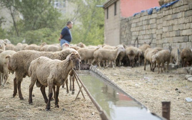 Qurban bayramı ilə əlaqədar vətəndaşlara MÜRACİƏT