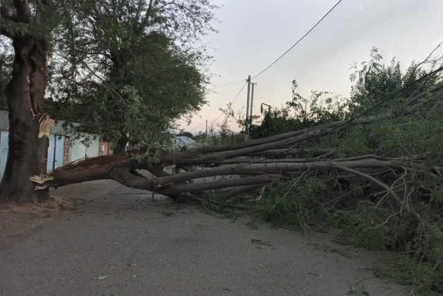 В Товузе ветер повалил крупное дерево: возникли перебои в электроснабжении