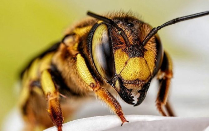 Arılar xərçəngi aşkar edə bilir - MARAQLI FAKT