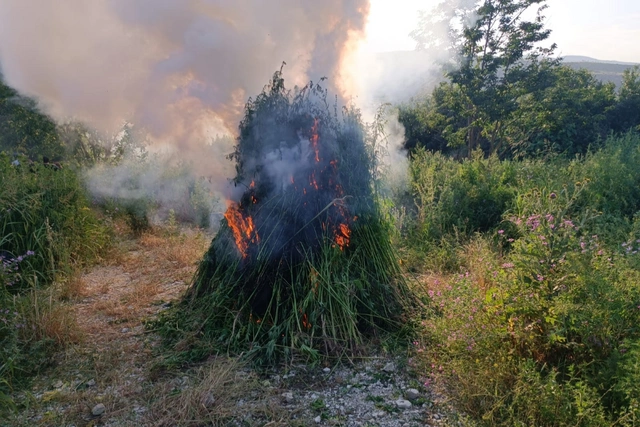В Физулинском районе уничтожено более 3 т дикорастущей конопли