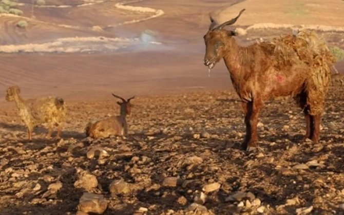 Türkiyədəki meşə yanğınından ürəkdağlayan görüntülər: Can verən heyvanların iniltiləri ağlatdı - FOTO/VİDEO