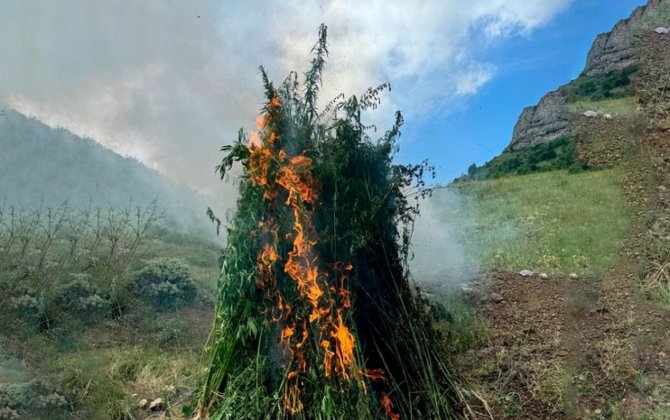 Daşaltıda yabanı halda bitən çətənə bitkiləri məhv edilib