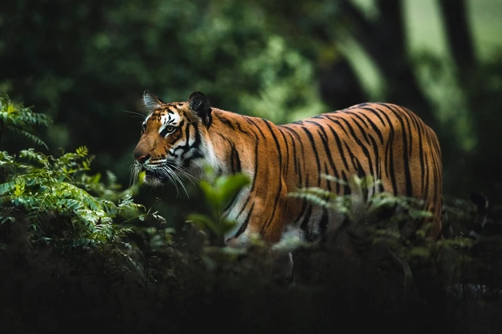 В Индии тигр сбежал из заповедника и растерзал фермера, возвращавшегося домой