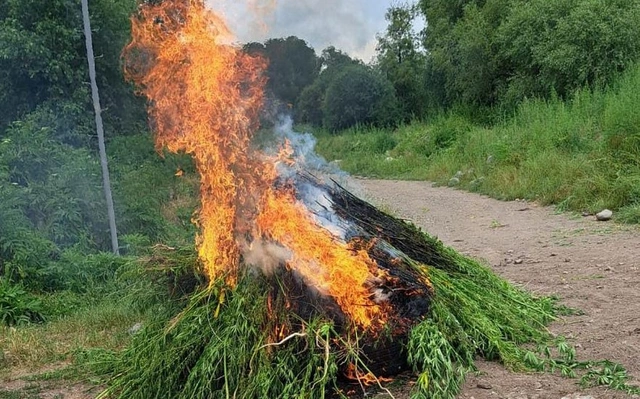 В Лачынском районе уничтожено более тонны дикорастущей конопли