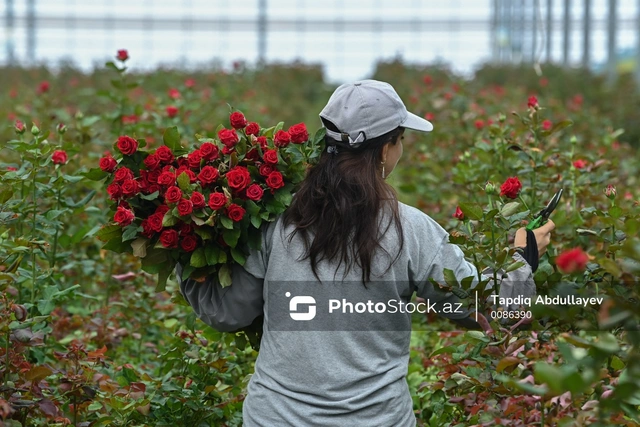 Кусочек рая в Тюркяне: как выращивают розы в Азербайджане-ФОТО