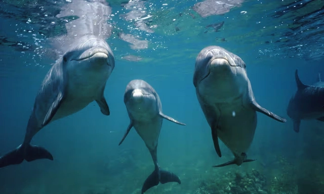 Более 120 дельфинов выбросились на берег в США-ФОТО
