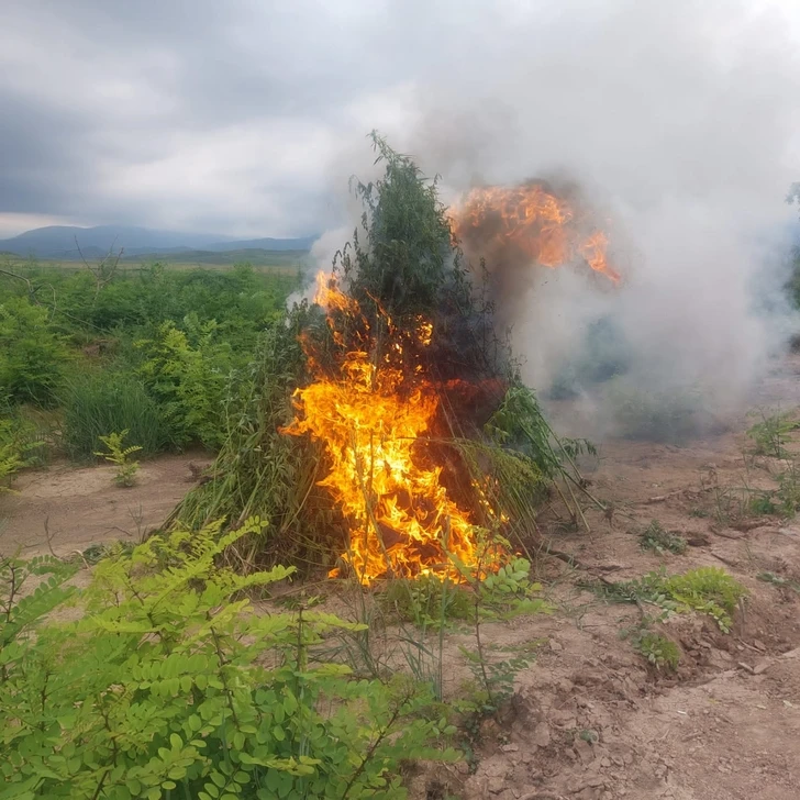 Полицейские уничтожили около четырех тонн конопли в Ходжалы-ФОТО