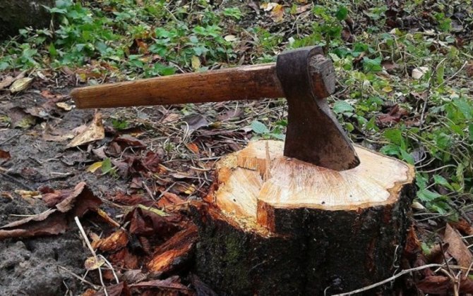 Yasamal rayonunda ağacların kəsilməsi faktı aşkarlanıb, akt tərtib olunub