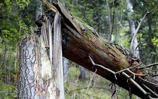 İşğalçı Putin ordusunun ehtiyacları üçün kəsilən ağac icra başçısını öldürdü...