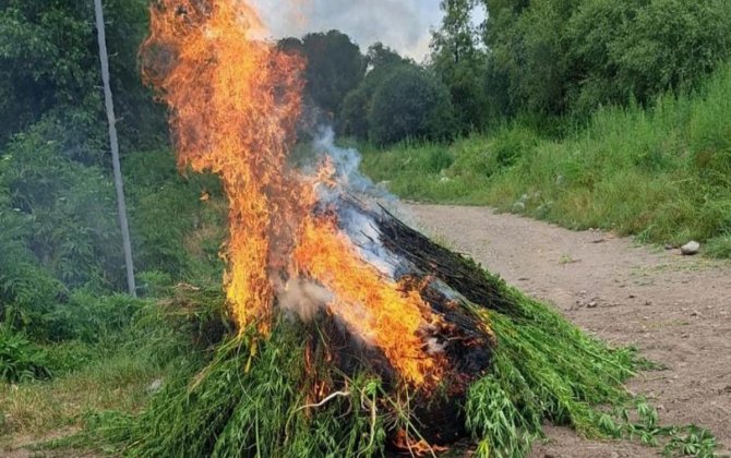 Naxçıvanda 40 tona yaxın yabanı çətənə məhv edilib