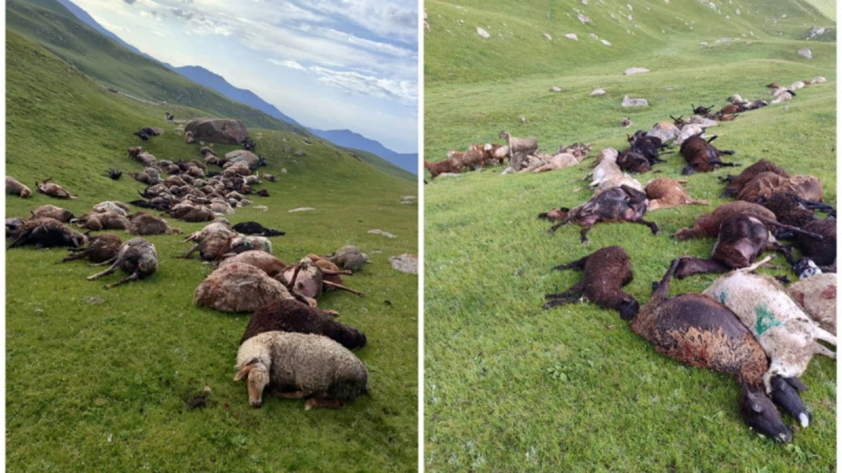 Молния убила 250 овец в Кыргызстане