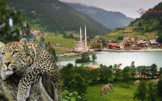 “Ölkəmizdəki bəbirlər Türkiyəyə, Qaradəniz sahillərinə qədər gedib çıxıb” - AÇIQLAMA - MARAQLI + FOTO