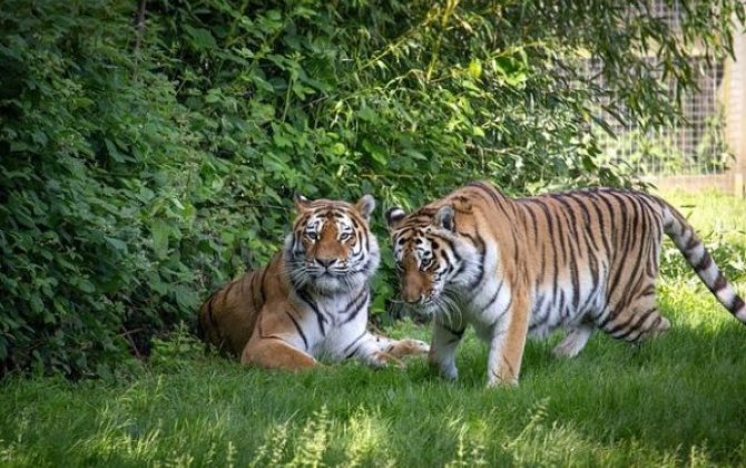 ABŞ-də zoopark heyvanlara qandan “dondurma” verməyə başladı