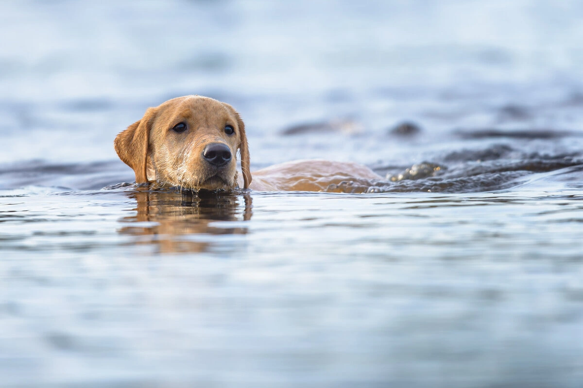 Проплывшую шесть километров собаку спасли в Италии