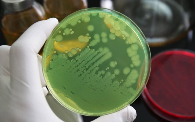 Bu bakteriya hər il yarım milyon insanı öldürür - Xəbərdarlıq