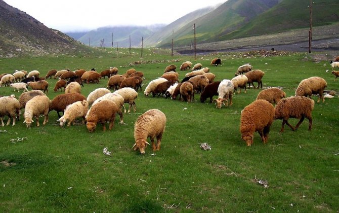В Румынии на зооферме обнаружен вирус чумы мелких жвачных