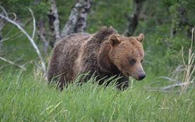 В США 72-летний пенсионер расправился с напавшим на него медведем