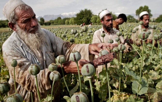 Афганистан остался без посевов опийного мака