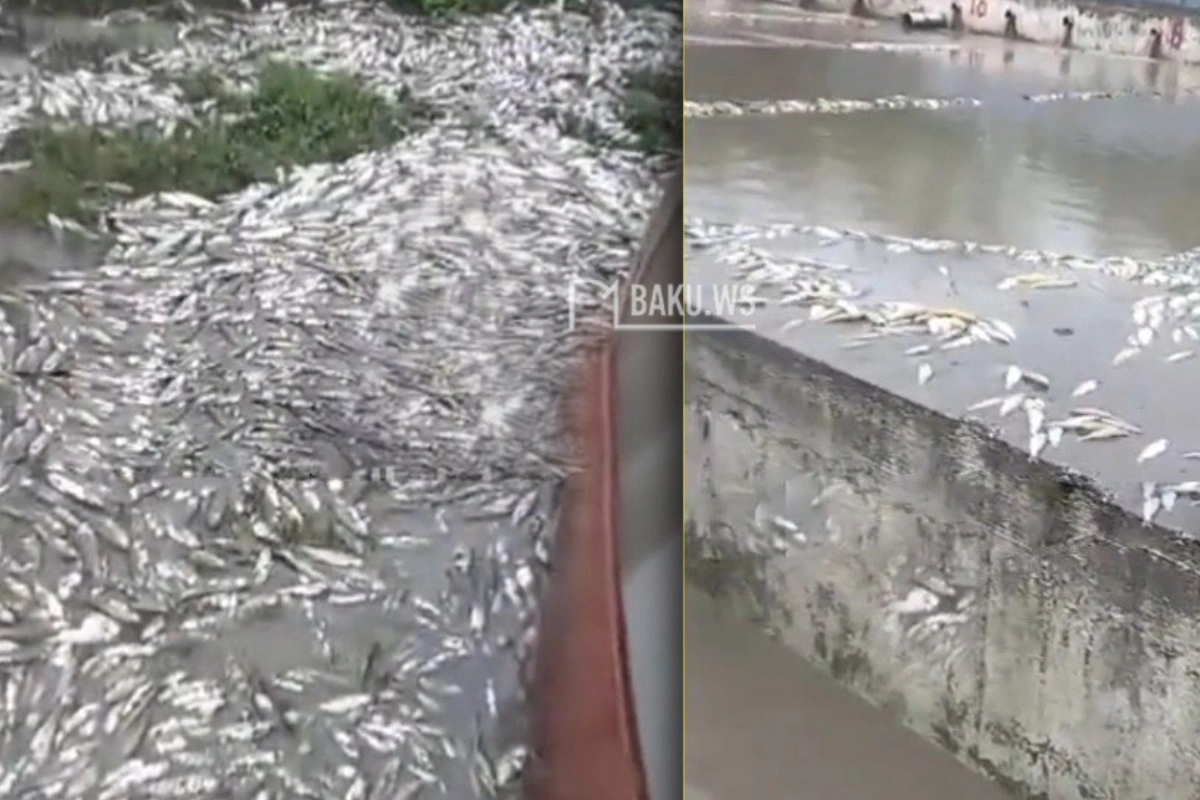 Нестабильные погодные условия привели к гибели тысячи рыб в Огузском районе-ВИДЕО