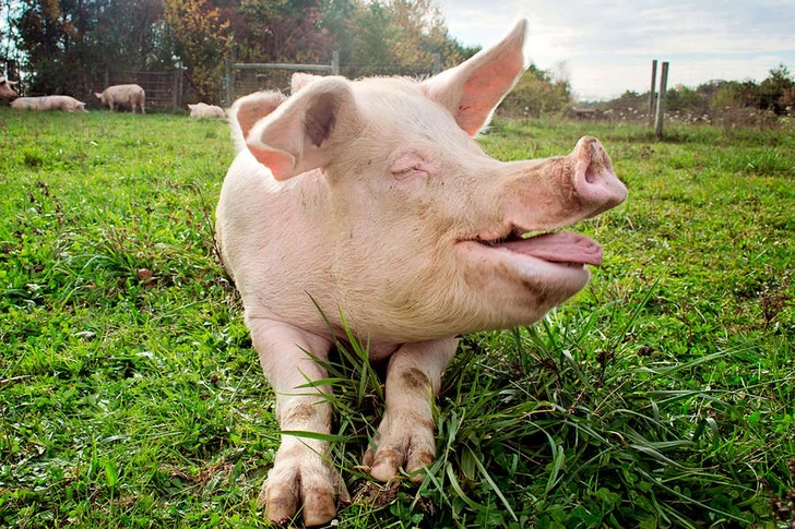 Найдены «гены одомашнивания» у кур и свиней