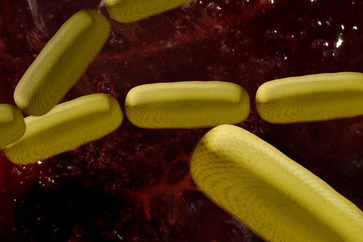 В ВОЗ предупредили о быстром распространении опасной для жизни супербактерии