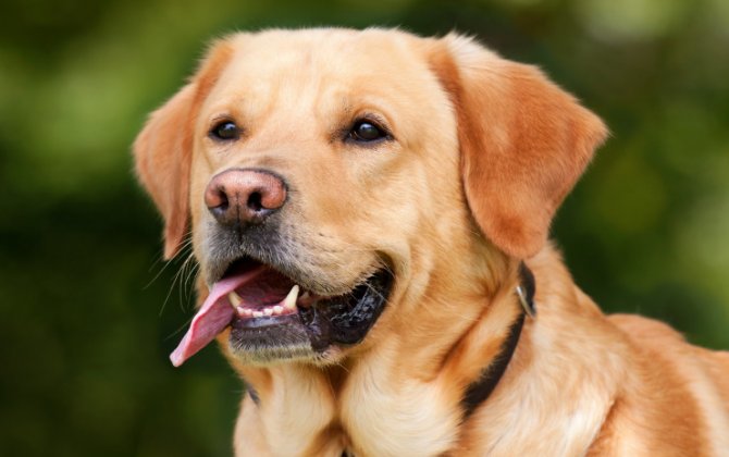 Körpə Retriever baxımı - Sağlam, xoşbəxt Labrador yetişdirmək