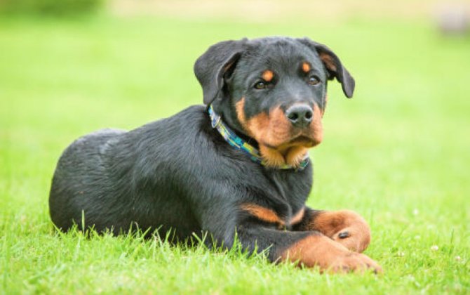 Bala Rottweiler itinə düzgün qulluq - Bələdçi