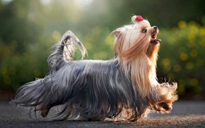 Yorkshire Terrier üçün ən yaxşı məşqlər: Kiçik ölçülü, böyük enerjili