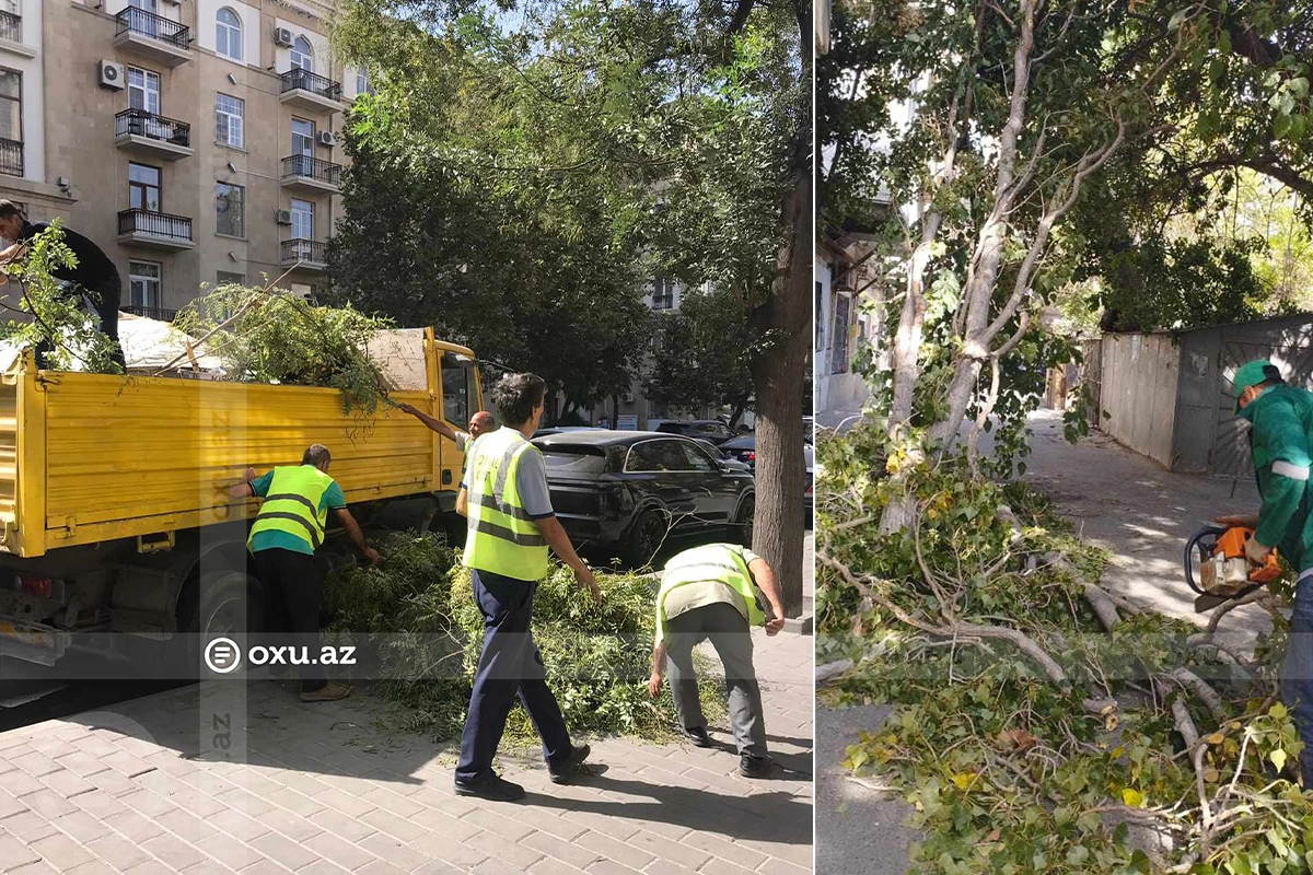 В центре Баку очистили территорию от сломанных и упавших ветвей-ФОТО