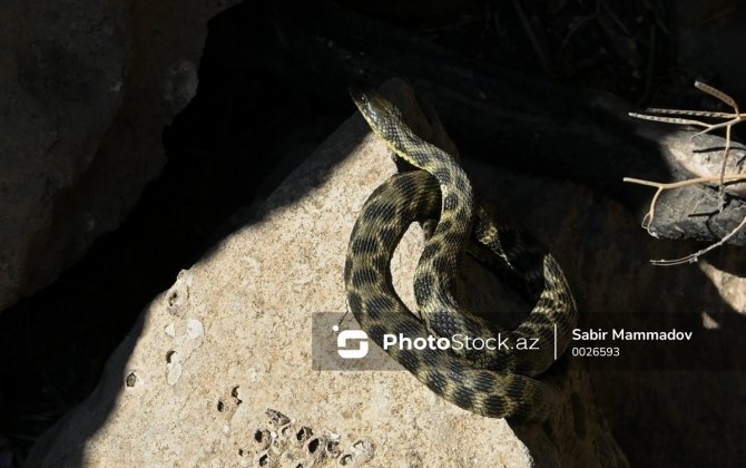 Ağdamda 55 yaşlı kişini ilan sancdı