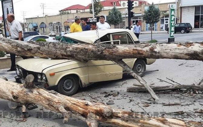 Maşın ağaca çırpıldı: 20 yaşlı gənc öldü