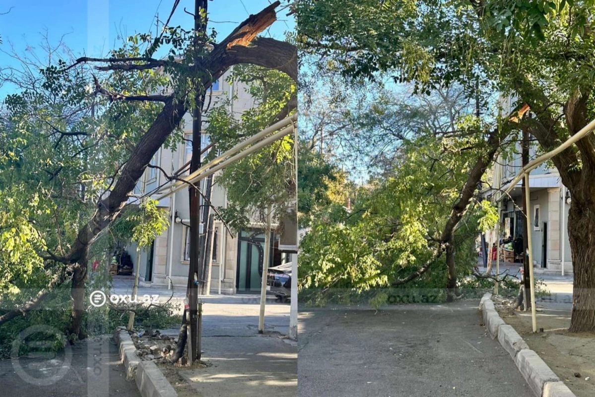 Рухнувшее в Баку дерево вывезли с территории-ФОТО