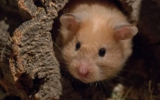 Hamsterin dişlədiyi qadın uşaqlarının gözü önündə öldü