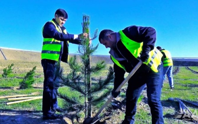 AAYDA növbəti ağacəkmə aksiyası keçirib