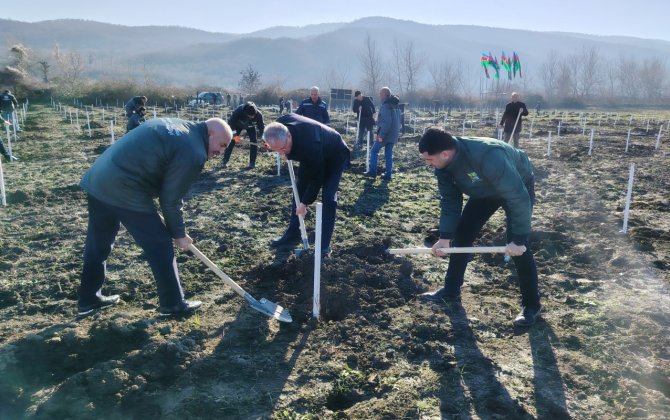 Meşə fondu torpaqlarında 35 mindən çox ağac əkildi - FOTOLAR