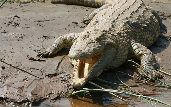 Qızının gözü qarşısında qadını TİMSAH PARÇALADI