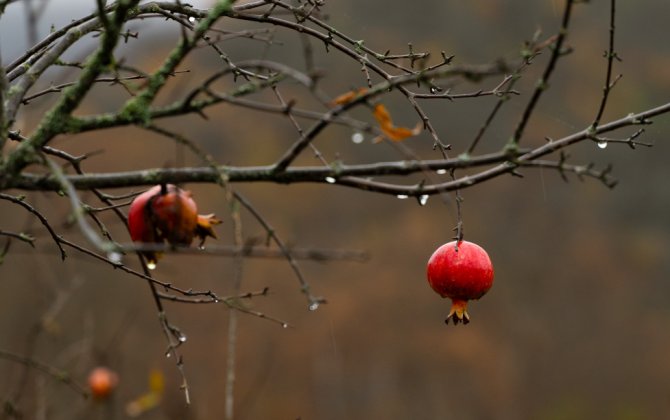 Bəzi rayonlarda hava yağıntılı olub, güclü külək əsib - FAKTİKİ HAVA