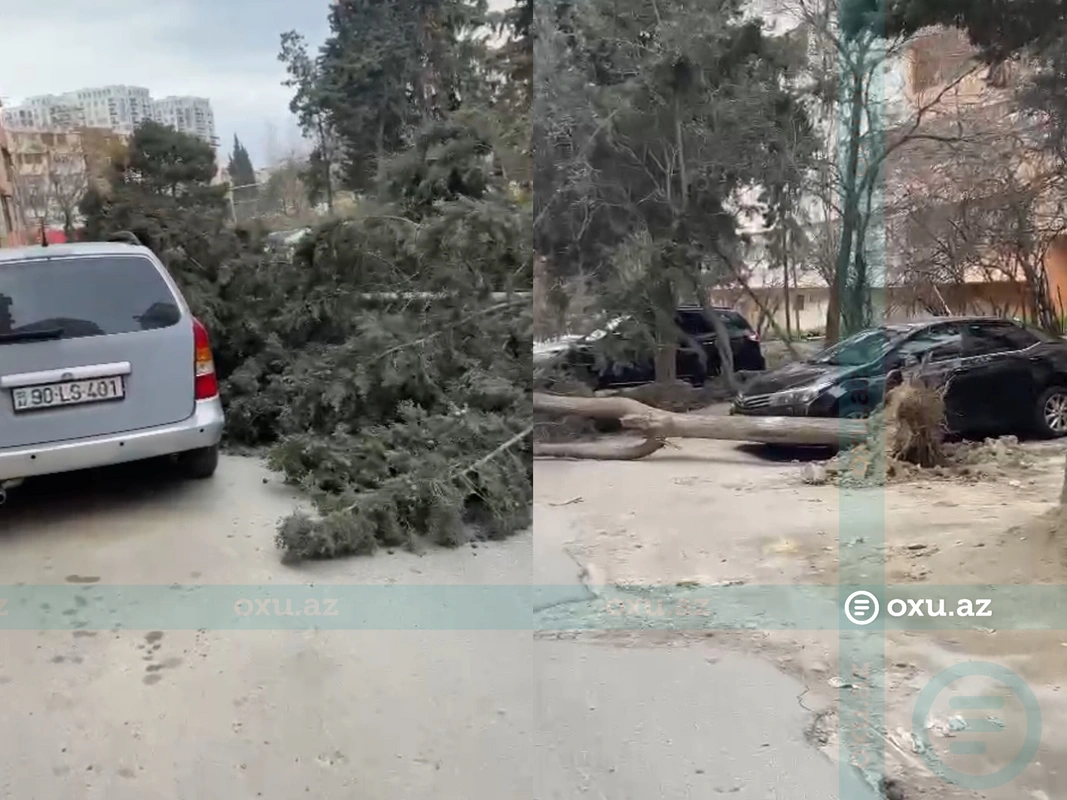 В Хатаинском районе на автомобиль упало дерево-ВИДЕО